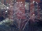 Magnolia Tree