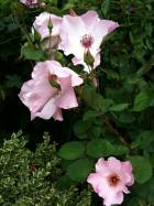 roses in May